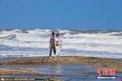 山东日照数百对新人大风浪背景下拍摄婚纱照(1)