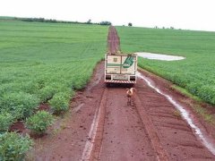 狗追灵车16公里 主人被谋杀它们悲伤欲绝【图】