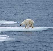 触目惊心！罕见北极熊照片骨瘦如柴令人心痛