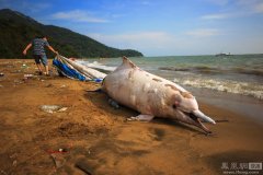 一只因人类活动而搁浅死亡的白海豚 海阔凭鱼跃后的伤感/图