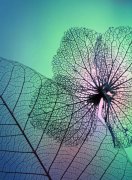 唯美意境伤感lomo个性忧伤意境图片