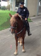 美休斯敦骑警温柔守候爱驹最后一程 令人心碎(图)