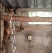 “大师兄”难过“美狗”关（图）