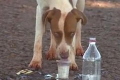 狗追灵车跑16公里令人感动 直到没有力气才心碎的停下（图）