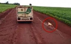 狗追灵车16公里“忠犬八公”真实上演令网友心碎(图)