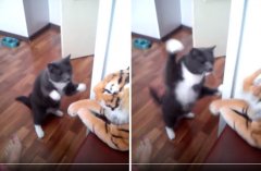 喵星人猛殴玩具老虎 网友争相配可爱文字（图）