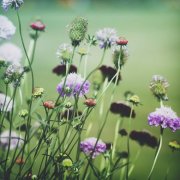 唯美小清新森系花朵伤感唯美图片