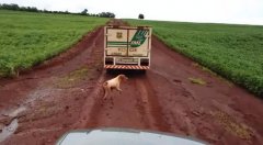 狗追灵车16公里(组图):生离死别，狗狗心碎地与现实妥协▏狗追灵车16公里 生离