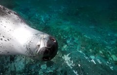 潜水员抓拍海豹龇牙咧嘴可爱微笑