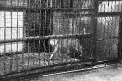 灰太狼意外咬死喜羊羊 动漫大结局即将来临？（图）