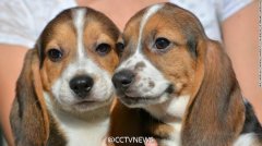 全球首批试管小狗诞生 获评最可爱科学突破(图)