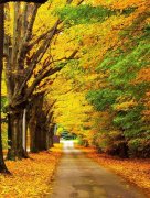 意境伤感森系lomo寂静森林唯美图片