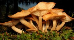 美无家可归摄影师森林中拍＂微观自然＂唯美照片(高清组图)