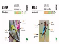 带上相机去海珠湖与鸟儿来场“冬季约会”吧！