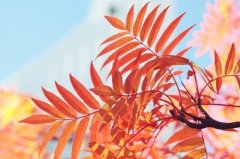 唯美意境素材伤感森系小清新意境图片