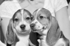 最可爱：全球首批试管小狗成功诞生(图)