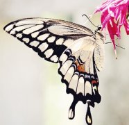 唯美小清新森系蝴蝶伤感花朵清新美图