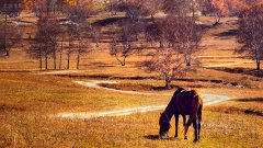 坝上草原金秋摄影行 北京周边最美摄影地（图）