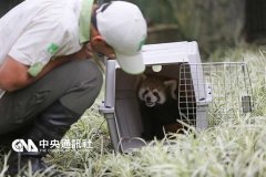台北小熊猫双胞胎宝宝呆萌可爱 个性大不同（图）
