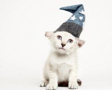 美摄影师拍流浪猫时尚大片 萌态十足惹人怜