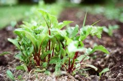 清新意境唯美伤感lomo绿色植物意境图片