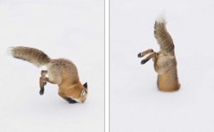 美摄影师抓拍奇景：狐狸腾空而起钻入雪中猎食(图)