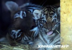 好可爱的老虎宝宝［组图］