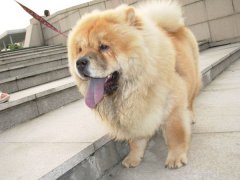 萌宠图片第34期：可爱的松狮犬