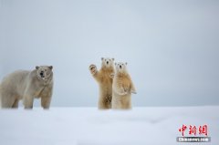 美国女药剂师游阿拉斯加 捕捉北极熊“招手”瞬间