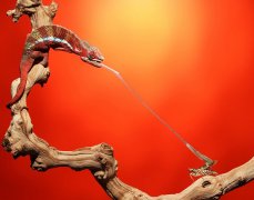 美摄影师抓拍变色龙光速捕食精彩瞬间(组图)