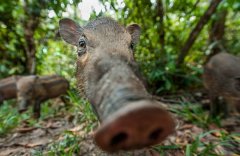 美摄影师拍摄野生动物特写 表情丰富萌态尽显(高清组图)
