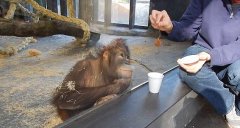 猩猩看魔术表演狂笑不止甚至倒地打滚 可爱哭了