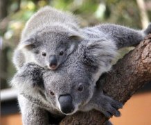 澳管理员助树袋熊照顾可爱幼崽(组图)