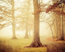 传说中的迷雾森林 唯美意境摄影图赏