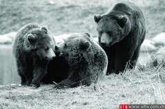 上海野生动物园引进8头棕熊 将在元旦期间与游客见面
