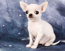 萌宠图片第41期：可爱的吉娃娃