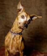 美摄影师为流浪狗拍暖心照觅新家（组图）