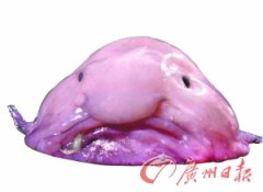 印度洋13种特异功能动物 水滴鱼全世界表情最忧伤的鱼