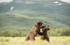 美摄影师抓拍棕熊幼仔打架画面(高清组图)