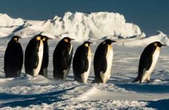 南极帝企鹅群相拥取暖 连续暴风雪严重影响生活 企鹅也难过（图）