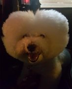 蔡依林晒与爱犬合影 狗狗对镜头咧嘴笑超可爱(图)