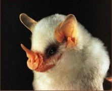 动物界丑陋外星人：墨西哥行走鱼最可爱(图)