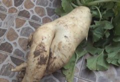 南京23斤大萝卜 又白又胖很销魂很性感【图】