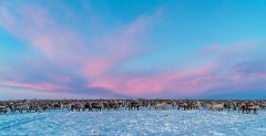 北欧数千驯鹿向南迁徙 场面壮观唯美
