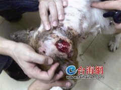 三年前它生蛆流浪在街头 三年后它出镜主人婚纱照