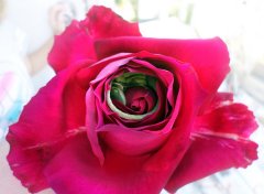 蜥蜴酣睡玫瑰花瓣中样子慵懒可爱