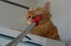 日本流行单人婚纱照 老年人未结成婚者纷纷来拍