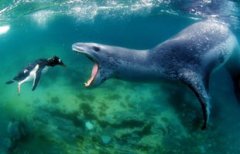 找熊猫进化版图片再次来袭 网友大呼眼已瞎