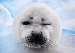 德摄影师抓拍呆萌小海豹顽皮摆造型