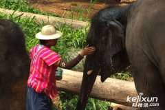 大象哭泣了，他该是多悲伤 (图)